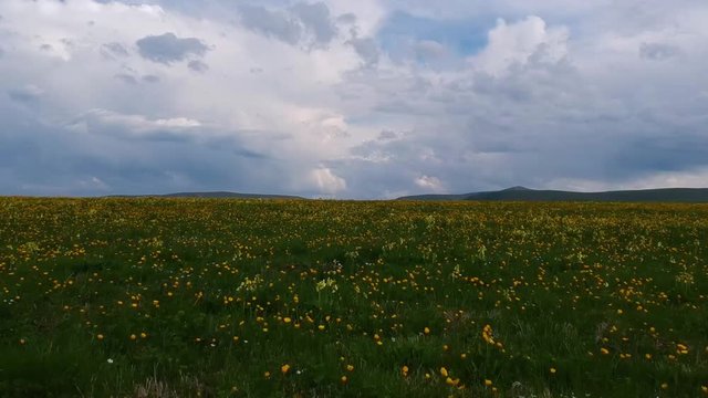 aerial a field with yellow flowers on a background of mountains