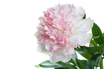 Delicate flower of white-pink peony isolated on white background.