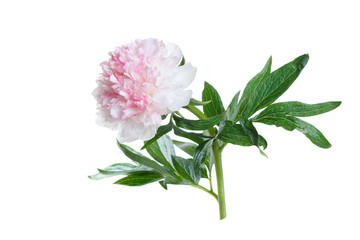 Naklejka na ściany i meble Delicate flower of white-pink peony isolated on white background.