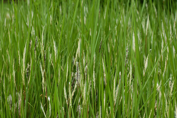 Fototapeta na wymiar Natural Green Grassland Field Close-up Frame, South Africa