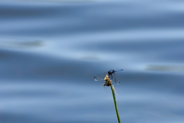 Dorsal Dropwing Dragonfly At Lake (Trithemis dorsalis), Dullstroom, South Africa