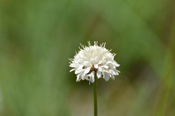Wild Scabious Flower Head On Stem (Scabiosa columbaria), Limpopo, South Africa
