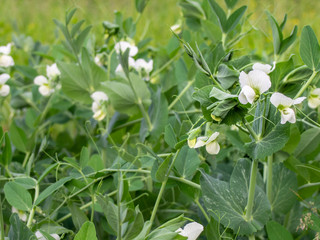 Flowers of fresh bright green pea blooms in a garden.