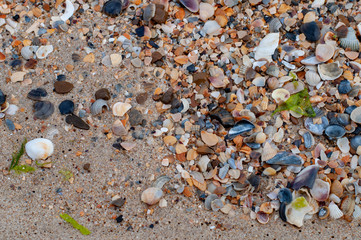 Beach wet sand with scattered shells and small colorful pebbles. Seashell textures with green water plants and sea stones. Summer beach backdrop. Travel background. Black sea coast vacation. Tourism  