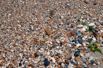 A lot of seashells of different shapes and natural colors. Wet shells and stones on seashore. Sea shore textures. Summer beach backdrop. Travel background. Black sea coast nature 