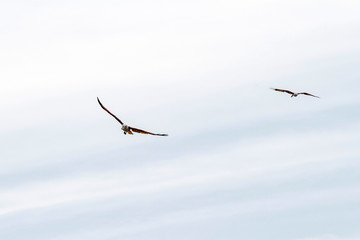 Red eagle fly on the sky in nature at thailand
