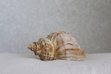 巻貝の貝殻