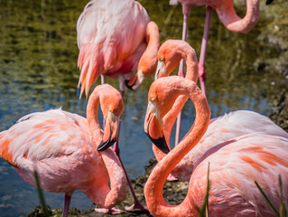 Group of Beautiful Greater Galapagos Flamingos seen on the Isabela Island, Galapagos Island, Ecuador