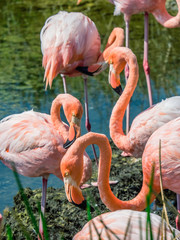 Group of Beautiful Greater Galapagos Flamingos seen on the Isabela Island, Galapagos Island, Ecuador