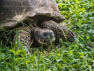Close up of a beautiful Giant Tortoise in the highland of Santa Cruz Island, Galapagos Islands, Ecuador