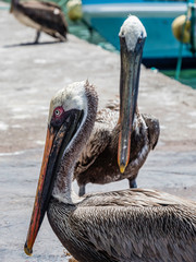 Two beautiful Brown Pelicans spotted near Santa Cruz Island, Galapagos Islands, Ecuador