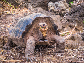 Close up of a beautiful Giant Tortoise in the highland of Santa Cruz Island, Galapagos Islands, Ecuador