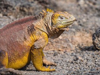 A Beautiful male land iguana spotted in Galapagos Islands, Ecuador