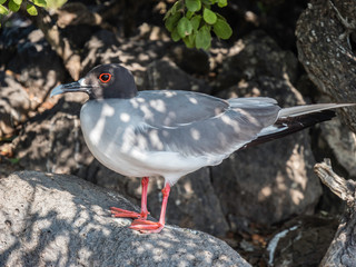 Close up of an American Oyster Catcher seen on Galapagos Islands Ecuador