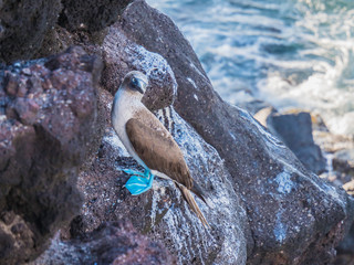 Beautiful Blue-footed Booby resting on shore near Isabela Island, Galapagos Islands, Ecuador