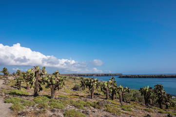 Beautiful scenery with Giant Prickly Pear Cactus on South Plaza Island, Galapagos, Ecuador