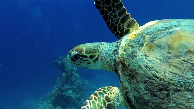 Hawksbill sea turtle in natural environment in Red sea near coral reef. Swims in the water, looks at the diver close up with no fair but with interest