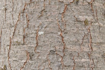 real tree bark texture in forest