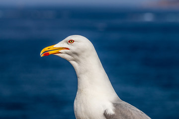 seagull on blue sky background