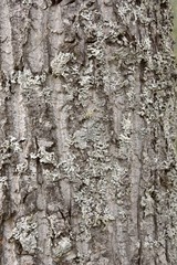 real tree bark texture in forest