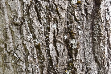 real tree bark texture in forest