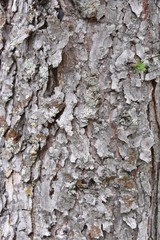 real tree bark texture in forest