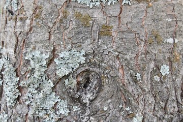 real tree bark texture in forest