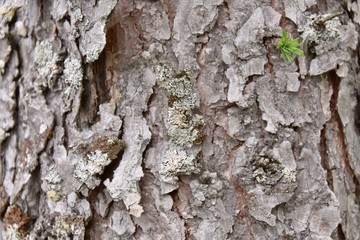 real tree bark texture in forest