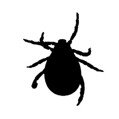 Black silhouette of a mite isolated on a white