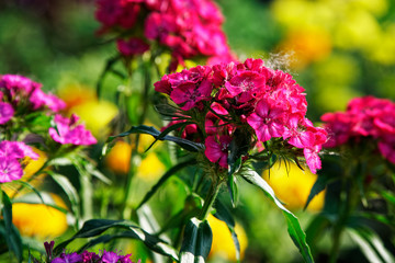 Colourful Flowerbeds and summer Formal Garden, close-up flowers