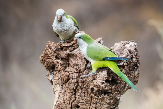 Parakeet,feeding on seeds, Patagonia, Argentina