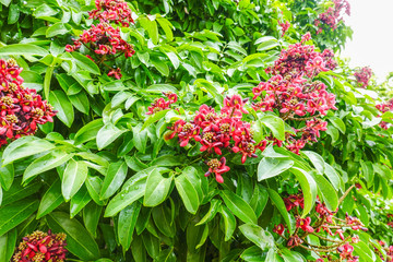 red flower in green leaf.