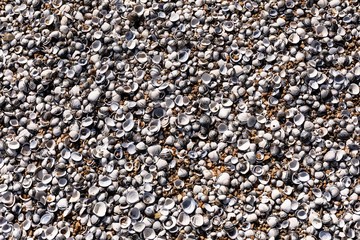 shells on a river shore