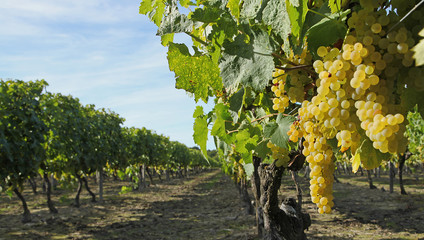 Vignoble raisin blanc	