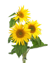 Obraz premium Tournesol 