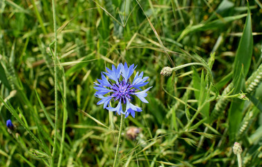 	Beautiful meadow field with wild flowers. Closeup. 