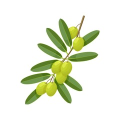 Obraz na płótnie Canvas Green olive branch on white background