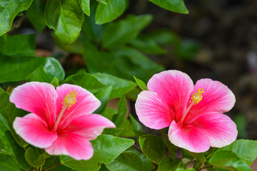 pink hibiscus flower