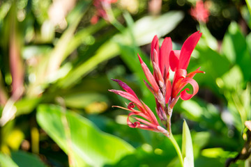 Canna of the indies flower