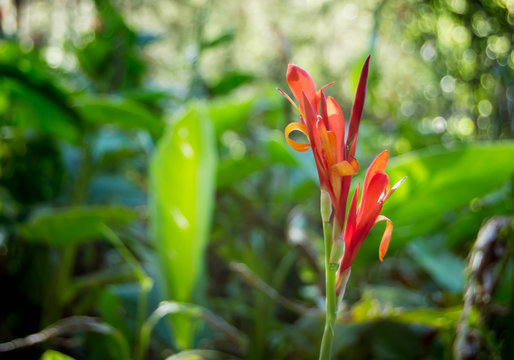 Canna of the indies flower