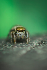 Beautiful Jumping Spider on a green background. Selective focus