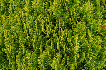 Green leaf texture. Leaf texture background