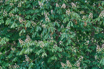 Flowers and leaves in detail of the Chestnut tree (Aesculus hippocastanum)