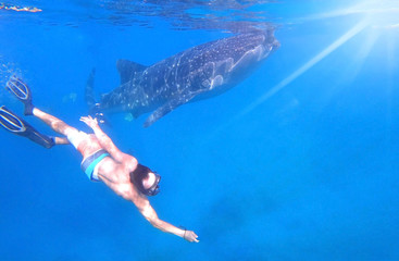 Photographer of young man snorkeling and swimming with whale shark