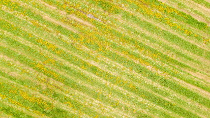 green grass background