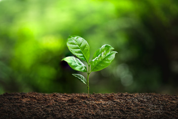 Young Plant Coffee tree rainy season