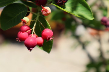 red fruits of juneberry