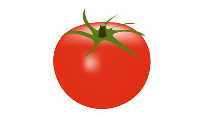 Ripe tomato isolated on white vector illustration