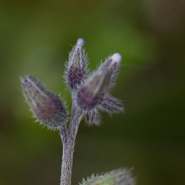 Macroscopique