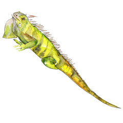 Fototapeta premium Exotic iguana wild animal in a watercolor style isolated. Aquarelle wild animal for background.